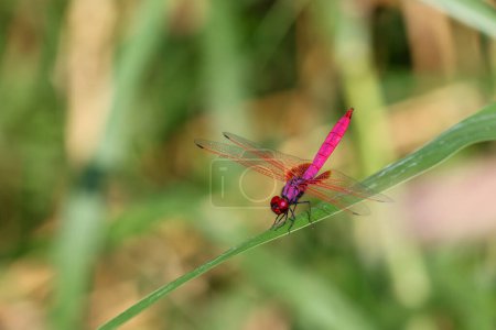 enfoque electivo libélula rosa sentado en la hierba en el bosque de fondo verde. Libélula con colores increíbles El color Chomphu es hermoso, extraño e increíble, una naturaleza pequeña que es difícil de encontrar.
