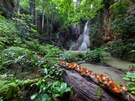 Waterfall in the deep, fertile forest There were many green plants and beautiful brown mushrooms arranged on large logs. Wet forest in Thailand
