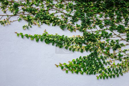 Téléchargez les photos : Focus sélectif Les feuilles de la plante rampent sur le mur de la maison blanche. Il y a de l'espace pour le texte. - en image libre de droit
