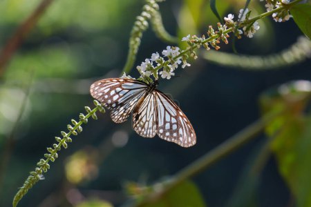 gros plan papillon, de beaux détails Perché sur l'herbe dans l'après-midi En regardant les papillons, vous vous sentez détendu.