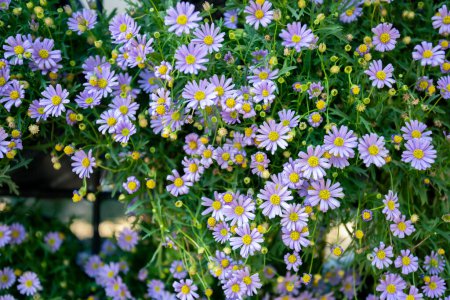 selective focus Heath aster has small purple flowers with many yellow stamens. Light purple flower background with space for text.