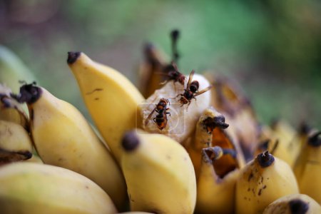 Selektiver Fokus schwarz-orangefarbene Wespen schwärmen herum, um reife Bananen in Trauben gelber Bananen zu essen.