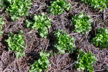 Selektiver Fokus Viele hellgrüne Salate wachsen aufgrund des ökologischen Landbaus der Bauern schnell auf den Feldern.