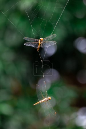 selective orange dragonfly caught in spider web natural background A poor dragonfly is caught in a spider's trap.