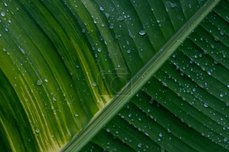 Bananenblatt-Textur Hintergrund, Heliconaia striata und viele belebende Wassertropfen. Auf der Oberfläche der grünen und weißen Bananenblätter gibt es schöne Muster.