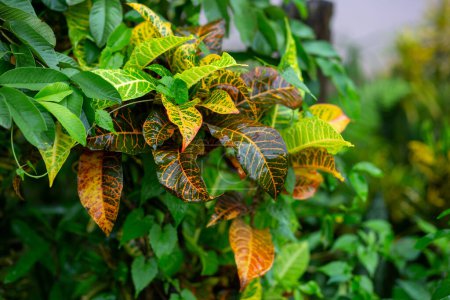 selective focus Codiaeum variegatium, beautiful patterned yellow-orange-green leaves.