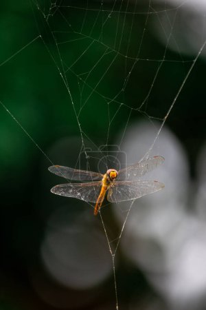 Selektive orangefarbene Libelle im Spinnennetz gefangen natürlicher Hintergrund Eine arme Libelle ist in einer Spinnenfalle gefangen.