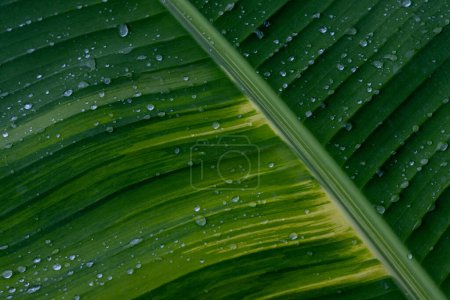 Bananenblatt-Textur Hintergrund, Heliconaia striata und viele belebende Wassertropfen. Auf der Oberfläche der grünen und weißen Bananenblätter gibt es schöne Muster.