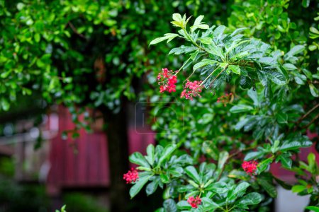 enfoque selectivo Jatropha integerrima Jacq, flores rojas y plantas ornamentales sombreadas, hermosas flores durante la temporada de lluvias que se ven jugosas
