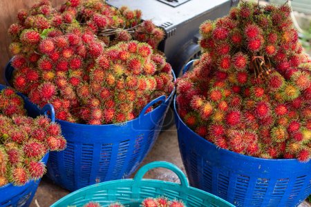 Enfoque selectivo, un montón de rambutanes rojos en una canasta azul Rambutanes frescos de los jardines de los agricultores en la región norte de Tailandia. Fruta que tiene un sabor dulce, crujiente y refrescante.