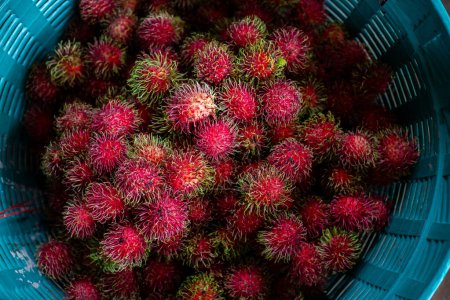 Selektiver Fokus, viele rote Rambutane in einem blauen Korb Frische Rambutane aus Bauerngärten in der nördlichen Region Thailands. Früchte mit süßem, knackigem und erfrischendem Geschmack.