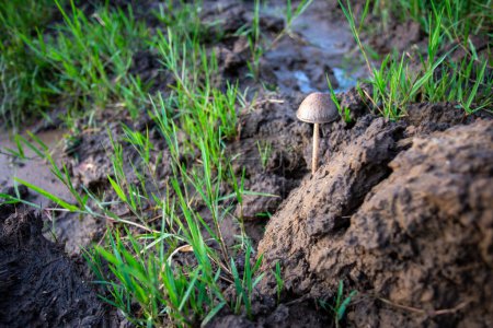 Téléchargez les photos : Focus sélectif Panaeolus est un champignon de bouse d'éléphant qui pousse le long de la rivière d'où provient l'herbe verte. - en image libre de droit