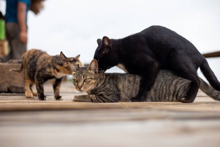 Selektiver Fokus Katzen Paarung. Vielleicht ist die Katze schön und wird von einer Katze geritten und hat Sex.