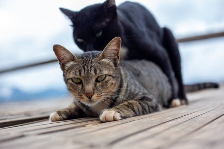 Selektiver Fokus Katzen Paarung. Vielleicht ist die Katze schön und wird von einer Katze geritten und hat Sex.