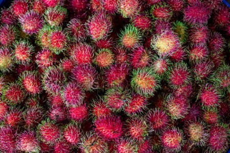 Selective focus, lots of red rambutans and Fresh rambutans from farmers' gardens in the northern region of Thailand. Fruit that has a sweet, crisp, refreshing taste.