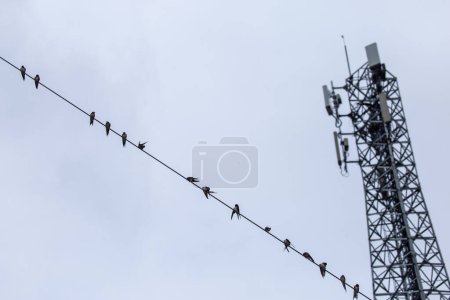 Photo for Selective focus antennas, signals, and mobile networks. There are many birds perched. There is space for text - Royalty Free Image