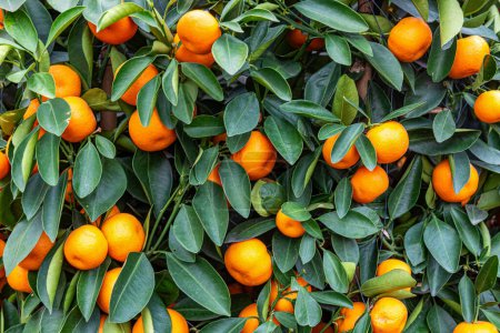 Closeup of small oranges on a green tree