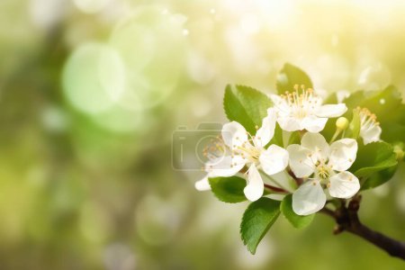 Photo for Spring background with beautiful blossoming Apple tree branch. Generative AI. - Royalty Free Image