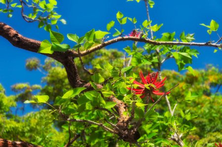 Foto de Un árbol de coral desnudo, Erythrina coralloides, floreciendo en un jardín en los angeles california. - Imagen libre de derechos