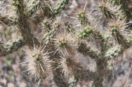 Téléchargez les photos : Le crayon épineux ramifié cholla cactus, cylindropuntia ramosissima, poussant dans le parc national Joshua Tree en californie ensoleillée. - en image libre de droit