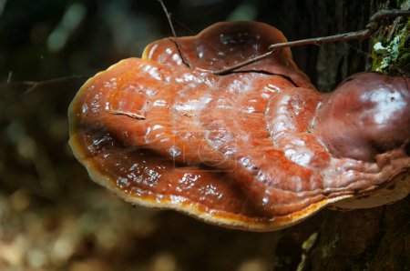 A mature hemlock varnish shelf mushroom or ganoderma tsugae growing on a fallen hemlock tree in a connecticut wilderness.