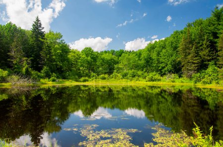 Téléchargez les photos : A wetland pond within topsmead state forest park on a sunny day in Litchfield Connecticut. - en image libre de droit