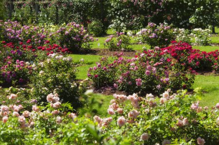 Téléchargez les photos : Une variété de roses colorées fleurissant au parc elizabeth dans le connecticut ouest d'Hartford par une journée d'été ensoleillée. - en image libre de droit