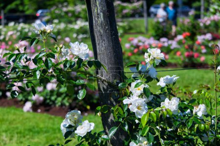 Téléchargez les photos : Un buisson de roses blanches fleurissant au parc elizabeth à West Hartford Connecticut par une journée d'été ensoleillée. - en image libre de droit