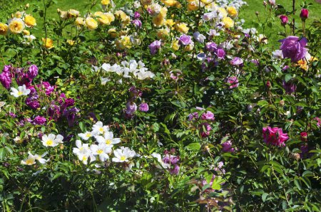 Téléchargez les photos : Des buissons de roses blanches, jaunes, roses et rouges fleurissent au parc elizabeth dans le connecticut ouest d'Hartford par une journée ensoleillée d'été. - en image libre de droit