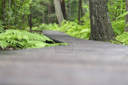Téléchargez les photos : La promenade en bois dans la nature mémorielle blanche préserver dans litchfield connecticut en été. - en image libre de droit