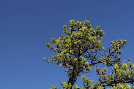 Foto de Un solo árbol siempreverde contra un cielo azul en plymouth conectividad en un día soleado. - Imagen libre de derechos