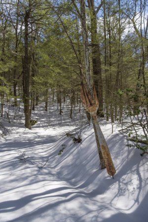 Foto de Una gran bifurcación oxidada en el sendero de montaña jones en New Hartford Connecticut en un día soleado de invierno / - Imagen libre de derechos