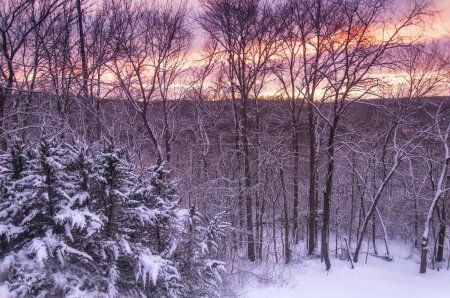 Téléchargez les photos : Un coucher de soleil coloré et des arbres enneigés lors d'une nouvelle journée d'hiver en Angleterre. - en image libre de droit