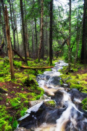 Un pequeño arroyo que fluye a través de un suelo cubierto de musgo en una reserva natural en Downeast Harrington Maine. 