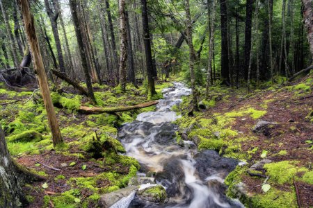 Un pequeño arroyo que fluye a través de un suelo cubierto de musgo en una reserva natural en Downeast Harrington Maine.