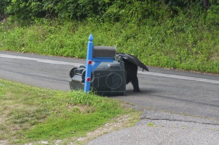 A large black bear foraging inside of a knocked over garbage can in Torrington Connecticut.