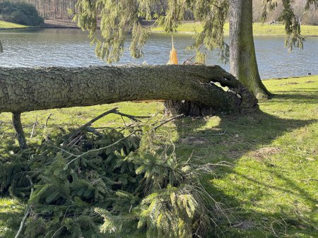 Photo for Natural disaster: cut down tree - Royalty Free Image