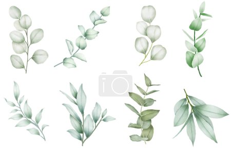 Illustration for Set of eucalyptus watercoor element - Royalty Free Image