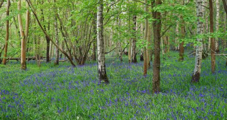Téléchargez les photos : Bluebells en fleurs dans les bois - en image libre de droit