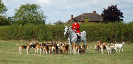 Photo for GREAT GRANSDEN, CAMBRIDESHIRE, ENGLAND - SEPTEMBER 24, 2022:  Cambridgeshire Hunt  and Enfield Chase Rider in traditional Jacket Horse and Hounds. - Royalty Free Image