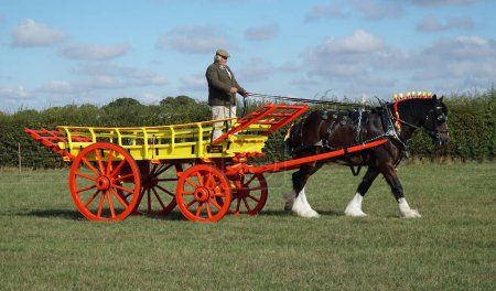 Téléchargez les photos : GREAT GRANSDEN, CAMBRIDESHIRE, ANGLETERRE - 24 SEPTEMBRE 2022 : Chariot à foin vintage tiré par un cheval de comté. - en image libre de droit
