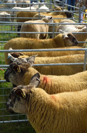 Téléchargez les photos : Afficher les moutons dans les enclos - en image libre de droit