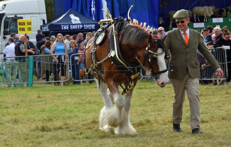 Photo for GREAT GRANSDEN, CAMBRIDGESHIRE, ENGLAND - SEPTEMBER 30, 2023:  Shire horse being led by handler - Royalty Free Image