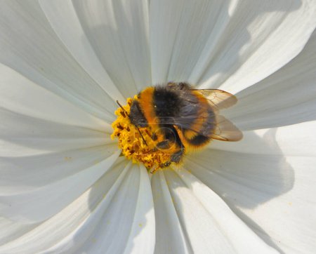 Carder Bee sur fleur blanche