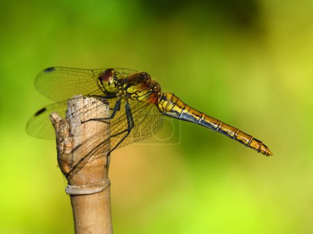 Female Common Darter Dragonfly perched on cane.