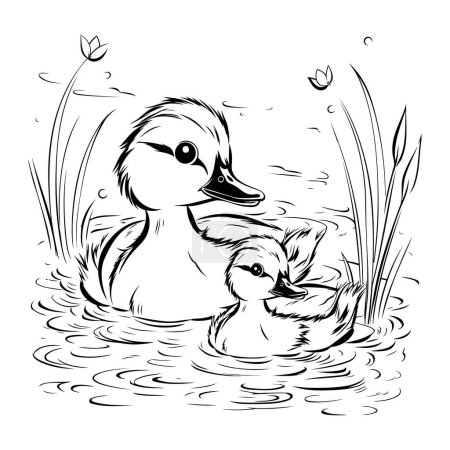 Ilustración de Pato y patito en el lago. ilustración vectorial en blanco y negro - Imagen libre de derechos