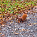 red fluffy squirrel in the park