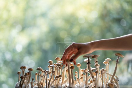 Photo for Female hand harvest psychedelic psilocybin fungus homemade or in lab - Royalty Free Image