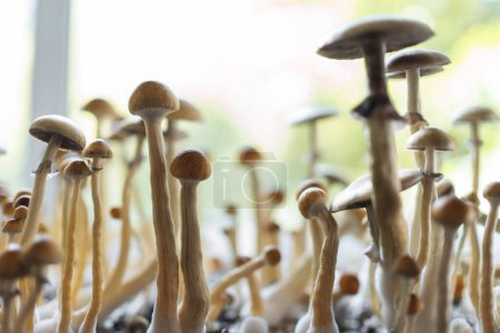 magische psychedelische Psilo Halluzinogen Pilz Shrooms wachsen für die Therapie
