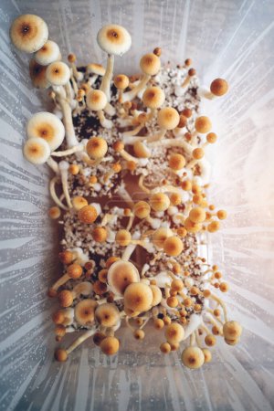 Photo for Medical psychedelic hallucinogen psilocyn fungus for therapyst in grow box, top view - Royalty Free Image